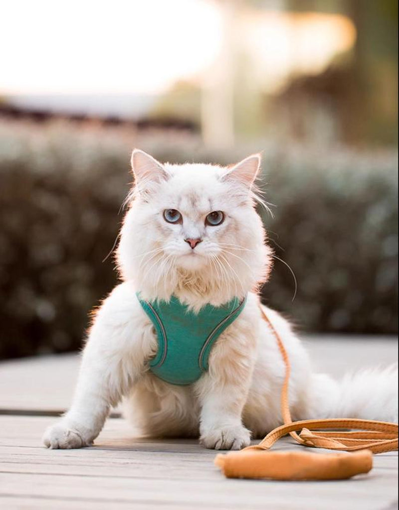 [Hipipet] Escape-Proof Cat Harness Vest - Adjustable Leash for Walking Kittens - Comfortable Outdoor Cat Walking Gear, Cats Accessories Pet Products Tools, Cozyvibes